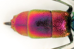 Chrysis angustula