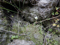 Saxifraga cernua