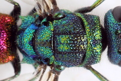 Chrysis angustula