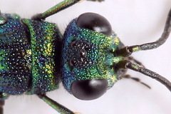 Chrysis angustula