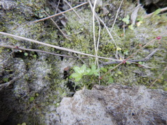 Saxifraga cernua