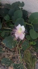 Capparis
