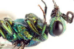 Chrysis angustula