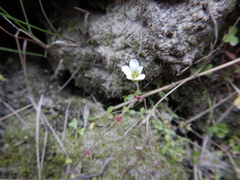 Saxifraga cernua
