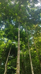 Aglaia lawii