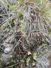 Saxifraga cernua