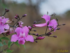 Fridericia tuberculata