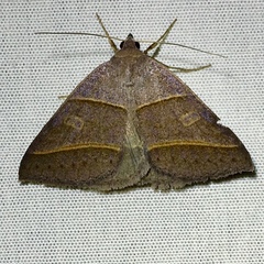 Ptichodis herbarum