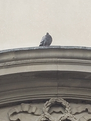 Columba livia domestica