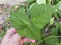 Vigna angularis