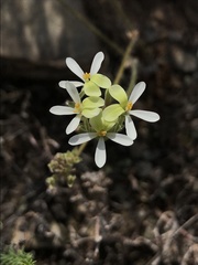 Pelargonium ochroleucum