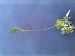 Draba aizoides