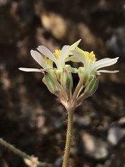 Pelargonium ochroleucum