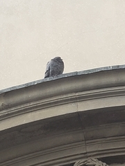 Columba livia domestica