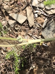 Pelargonium ochroleucum