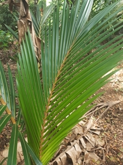 Arecoideae