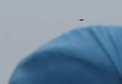 Setophaga occidentalis