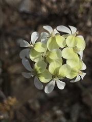 Pelargonium ochroleucum