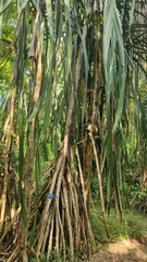Pandanus urophyllus