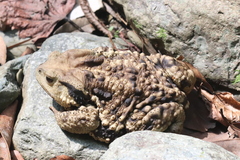 Bufo gargarizans