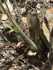 Pelargonium ochroleucum