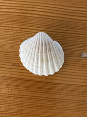 Acanthocardia echinata