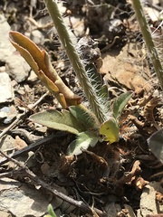Pelargonium ochroleucum