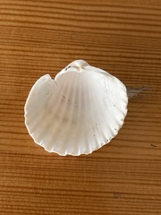 Acanthocardia echinata