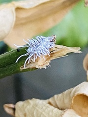 Cryptolaemus