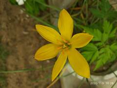 Zephyranthes