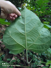 Endospermum diadenum