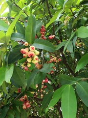 Syzygium samarangense