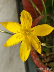 Zephyranthes