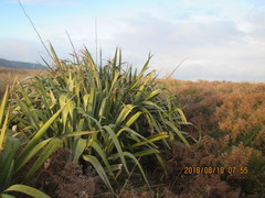 Phormium tenax