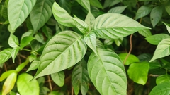 Pseuderanthemum polyanthum