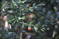 Ruscus aculeatus