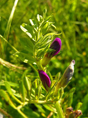 Vicia sativa