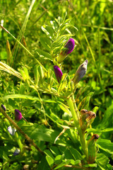 Vicia sativa