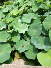 Nelumbo nucifera