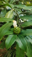 Costus dubius