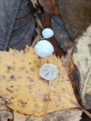 Delicatula integrella