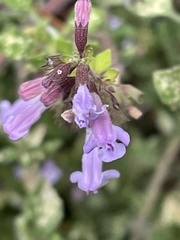Clinopodium nepeta