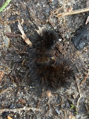 Phragmatobia fuliginosa