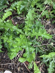 Cirsium arvense