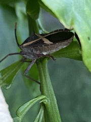 Mictis profana
