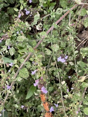 Clinopodium nepeta
