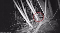 Muscardinus avellanarius