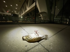 Hylocichla mustelina