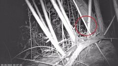 Muscardinus avellanarius