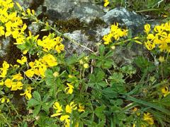 Genista pilosa